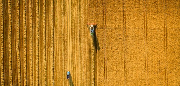 assicurazione-ricavi-grano-mipaaf